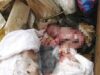 Urgent! Un bébé retrouvé M0rt dans une poubelle par un «BOUDIOUMAN » à Ouest Foire…